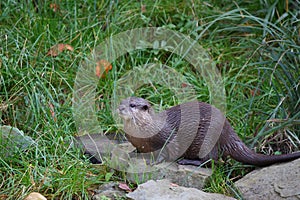 Oriental small-clawed otter