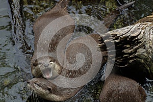 Oriental Small-clawed Otter