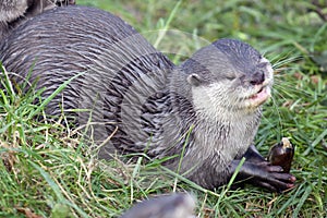 Oriental Small Clawed Otter