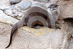 Oriental Small-clawed Otter