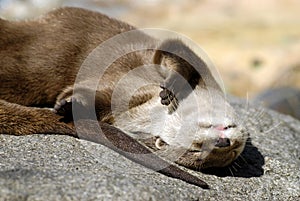 Oriental Small-clawed Otter