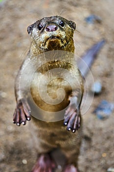 Oriental Small-Clawed Otter