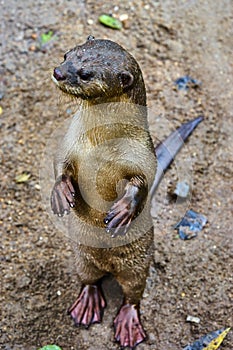 Oriental Small-Clawed Otter