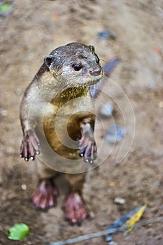 Oriental Small-Clawed Otter