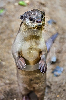 Oriental Small-Clawed Otter