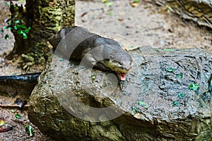 Oriental Small-Clawed Otter