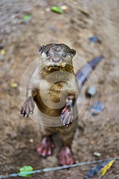 Oriental Small-Clawed Otter