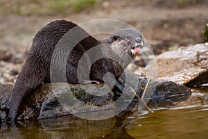 Oriental Small-clawed Otter