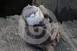 Oriental small-clawed otter