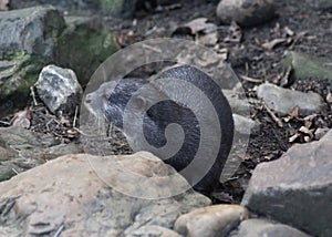 Oriental small-clawed otter