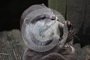 Oriental small-clawed otter