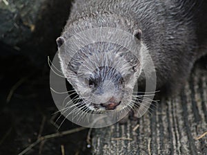 Oriental small-clawed otter