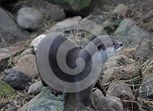 Oriental small-clawed otter