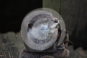 Oriental small-clawed otter