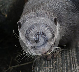 Oriental small-clawed otter