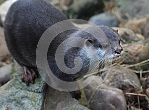 Oriental small-clawed otter