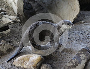 Oriental small-clawed otter