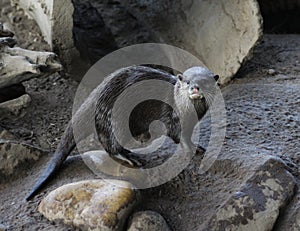 Oriental small-clawed otter