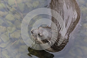 An oriental small-clawed otter