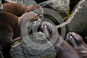 Oriental small-clawed otter (Amblonyx cinerea)