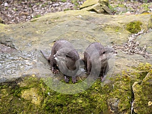 An Oriental small-clawed otter, Amblonyx cinerea, sits on a rock and looks around