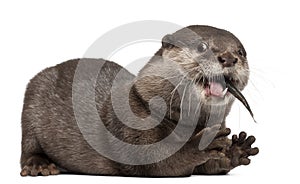 Oriental small-clawed otter, Amblonyx Cinereus photo