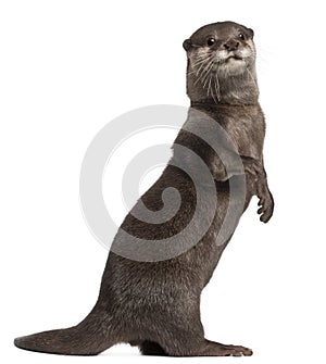 Oriental small-clawed otter, Amblonyx Cinereus photo