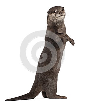 Oriental small-clawed otter, Amblonyx Cinereus