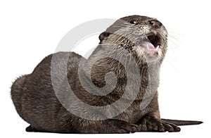 Oriental small-clawed otter, Amblonyx Cinereus photo