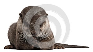 Oriental small-clawed otter, Amblonyx Cinereus