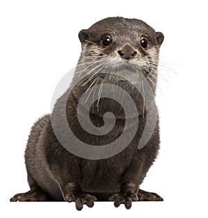 Oriental small-clawed otter, Amblonyx Cinereus photo