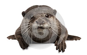 Oriental small-clawed otter, Amblonyx Cinereus photo
