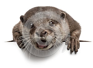 Oriental small-clawed otter, Amblonyx Cinereus