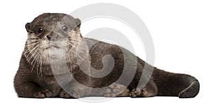 Oriental small-clawed otter, Amblonyx Cinereus photo