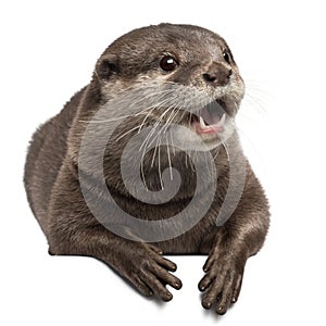 Oriental small-clawed otter, Amblonyx Cinereus