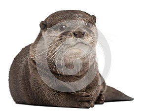 Oriental small-clawed otter, Amblonyx Cinereus