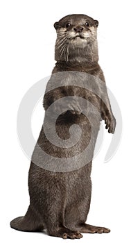 Oriental small-clawed otter, Amblonyx Cinereus, 5 years old, sta