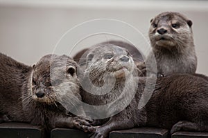 Oriental small-clawed otter Amblonyx cinereus