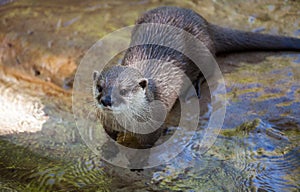 Oriental small-clawed otter, Amblonyx cinereus, also known as the Asian small-clawed otter.