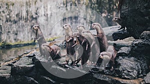 Oriental small-clawed otter Amblonyx cinereus, also known as the Asian small-clawed otter standing together with their group