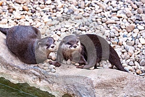 Oriental Small-clawed Otter (Aonyx cinerea)