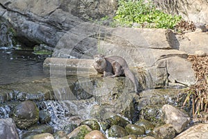 Oriental small clawed otter, aonyx cinerea
