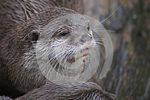 Oriental Small-clawed Otter - Aonyx Cinerea