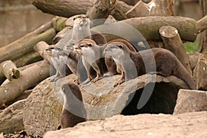 Oriental Small-clawed Otter - Aonyx Cinerea