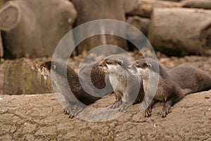 Oriental Small-clawed Otter - Aonyx Cinerea