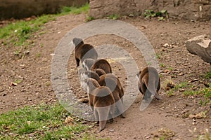 Oriental Small-clawed Otter - Aonyx Cinerea