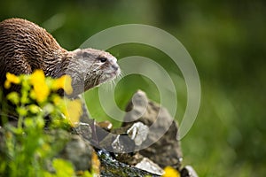 An oriental small-clawed otter / Aonyx cinerea /