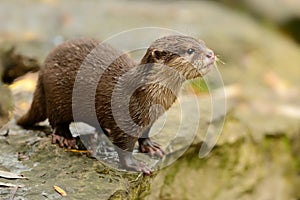 Oriental Small-clawed Otter - Aonyx cinerea