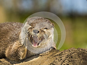 An oriental small-clawed otter / Aonyx cinerea / Asian small-clawed otter