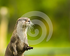 An oriental small-clawed otter / Aonyx cinerea / Asian small-clawed otter photo